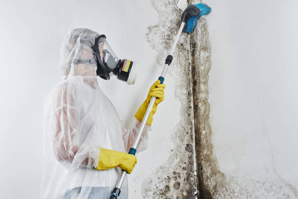 Best Local Mold Removal Service  in Winfield, KS
