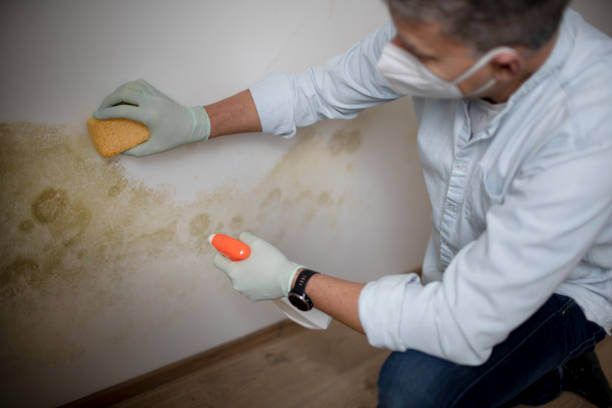 Best Toxic Mold Removal  in Winfield, KS