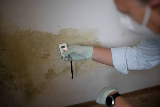 Best Mold Cleaning Services  in Winfield, KS
