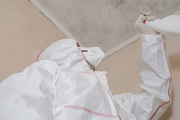 Best Attic Mold Removal  in Winfield, KS