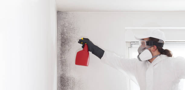 Best Best Mold Removal Companies  in Winfield, KS