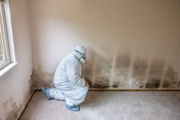 Best Mold Cleaning Services  in Winfield, KS