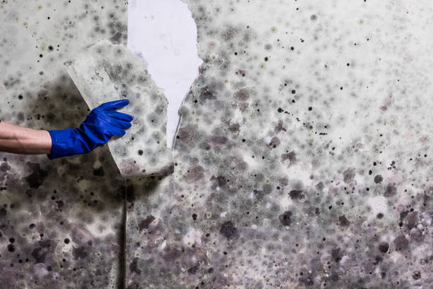 Best Home Mold Removal  in Winfield, KS